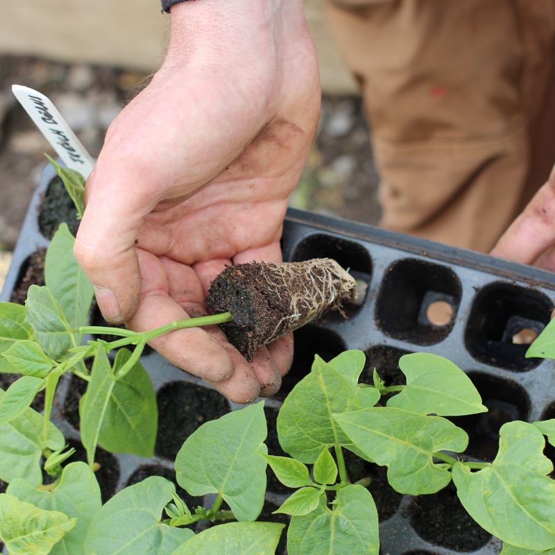 128 células PS bandejas de sementeira de plástico para plantação de vegetais 0,8 mm a 1,0 mm de espessura bandejas de germinação de plantas