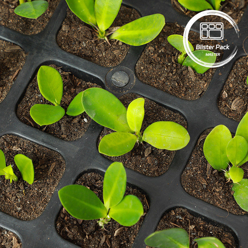 72 Celulas de plástico de bandeja de infância com tampa plana para flores e plantas verdes