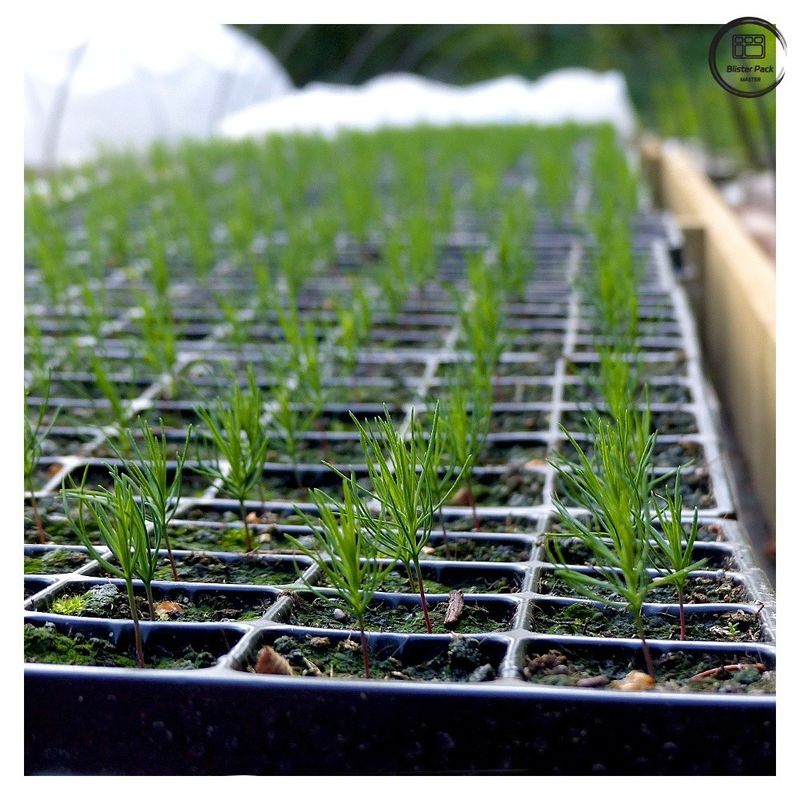 Taquetes de sementes duráveis para a propagação de plantas, 28/32/50/72/105/128/200/288 Taquetes de sementes para viveiros de células