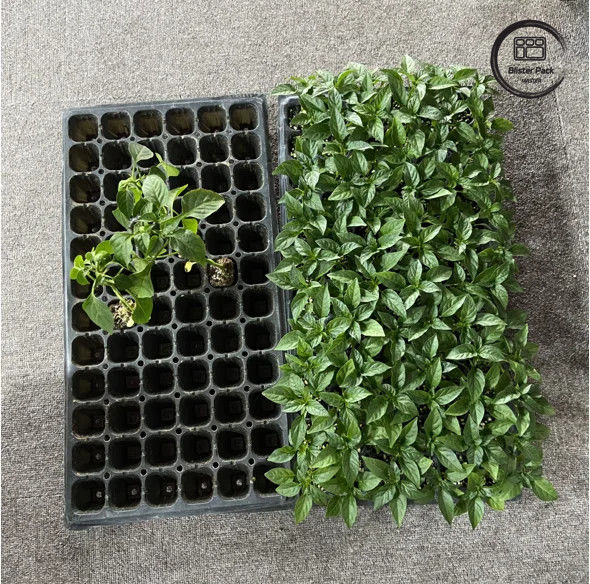 50 Células de sementeira de jardim Plug Tray Material PS durável para o crescimento eficiente de sementes